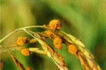 سیاهک دروغین برنج